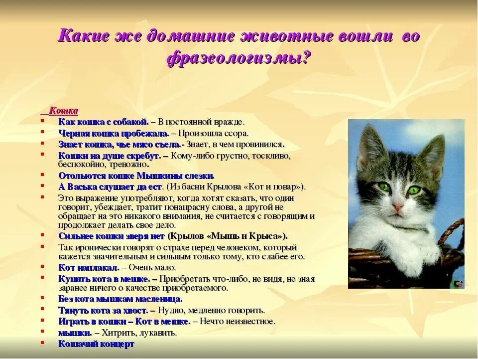 Что значит пришел в дом кот