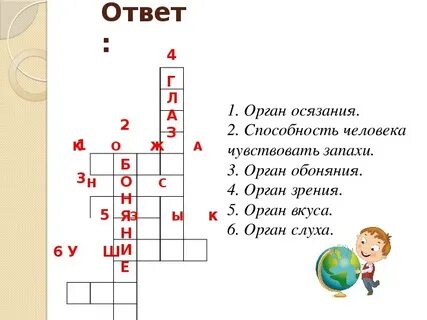 Кроссворд органы человека