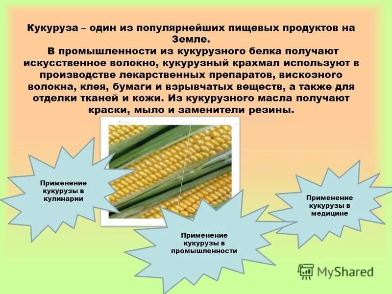 Кукуруза относится к группе. Презентация на тему кукуруза. Применение кукурузы. Кукуруза презентация 3 класс. Где применяется кукуруза.