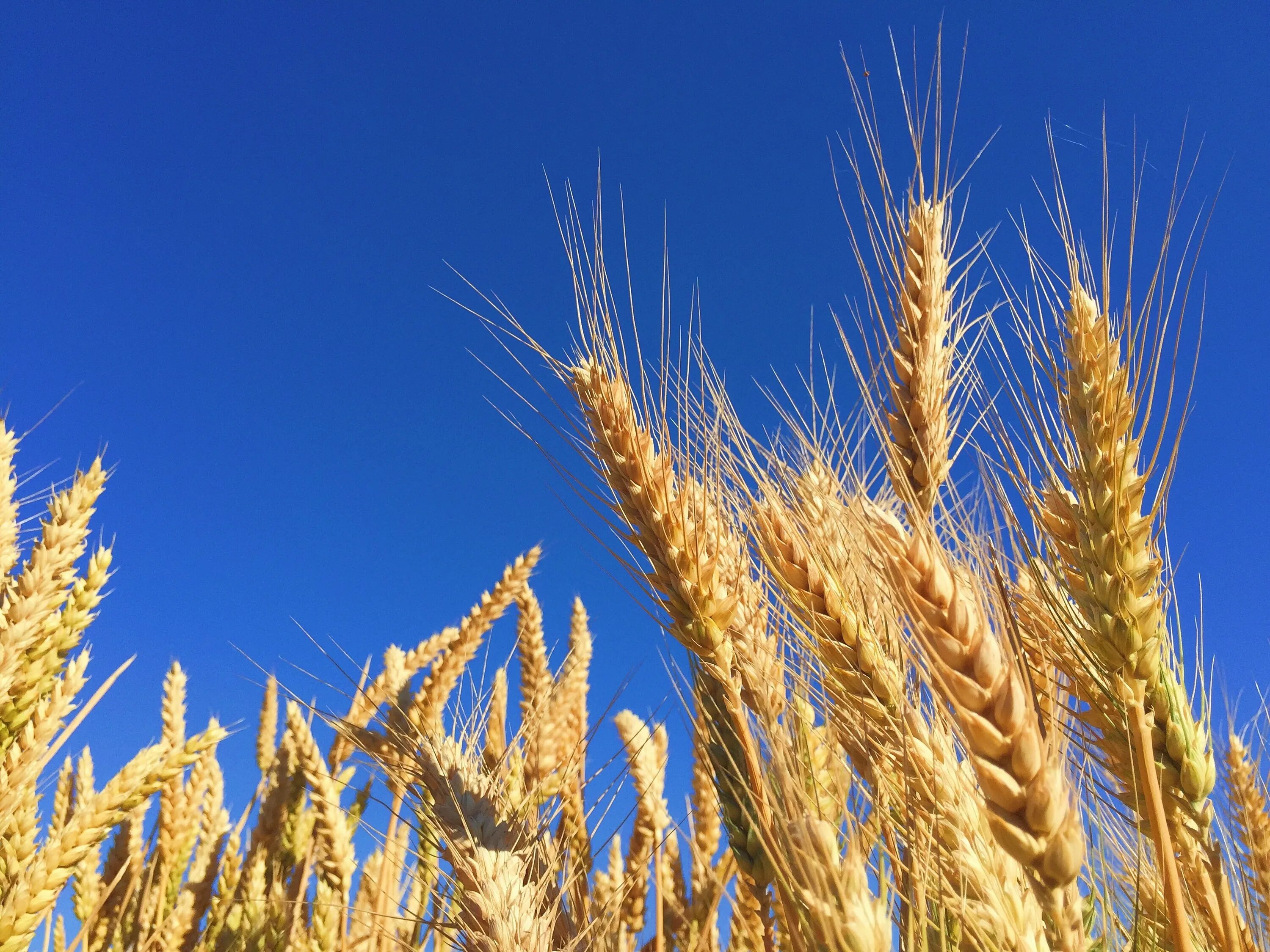 Яровая пшеница Торридон. Пшеница (Triticum aestivum. Озимая пшеница сорт гомер. Пшеница однозернянка.