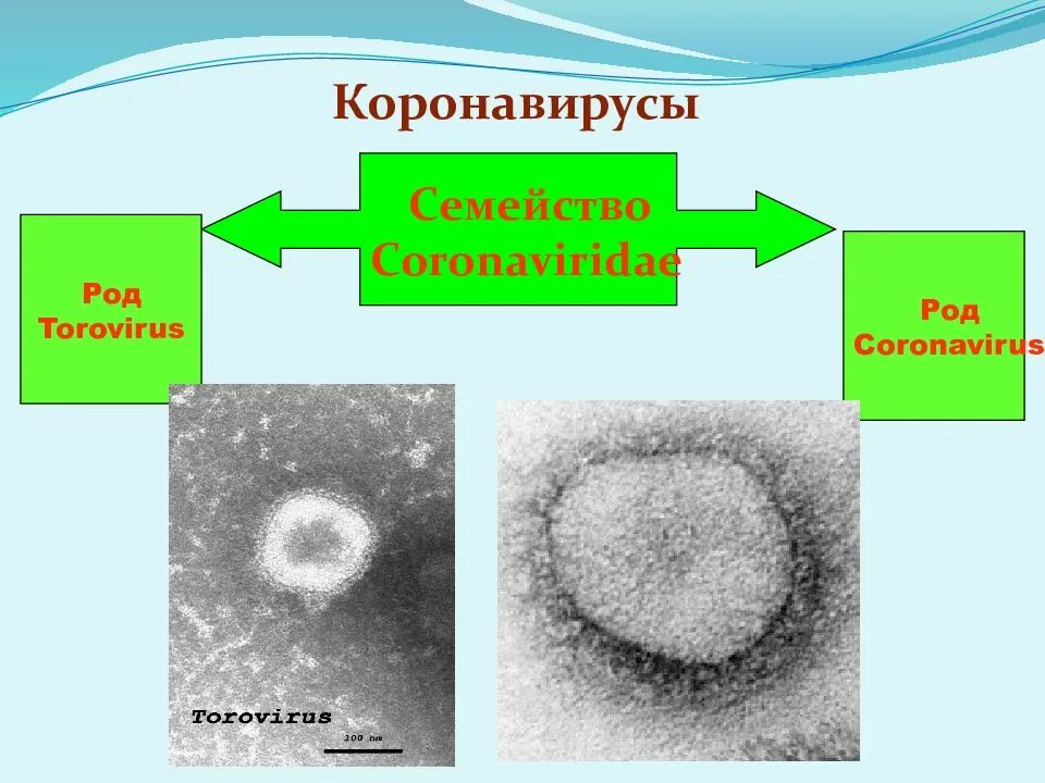 Семейство коронавирусы. Коронавирус схема строения вириона. Коронавирус строение. Coronaviridae семейства вирусов. Coronaviridae семейства вирусов.