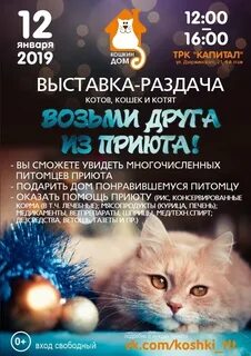 Приют кошкин дом