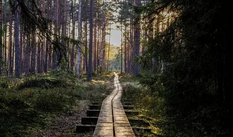 Далеко вглубь леса