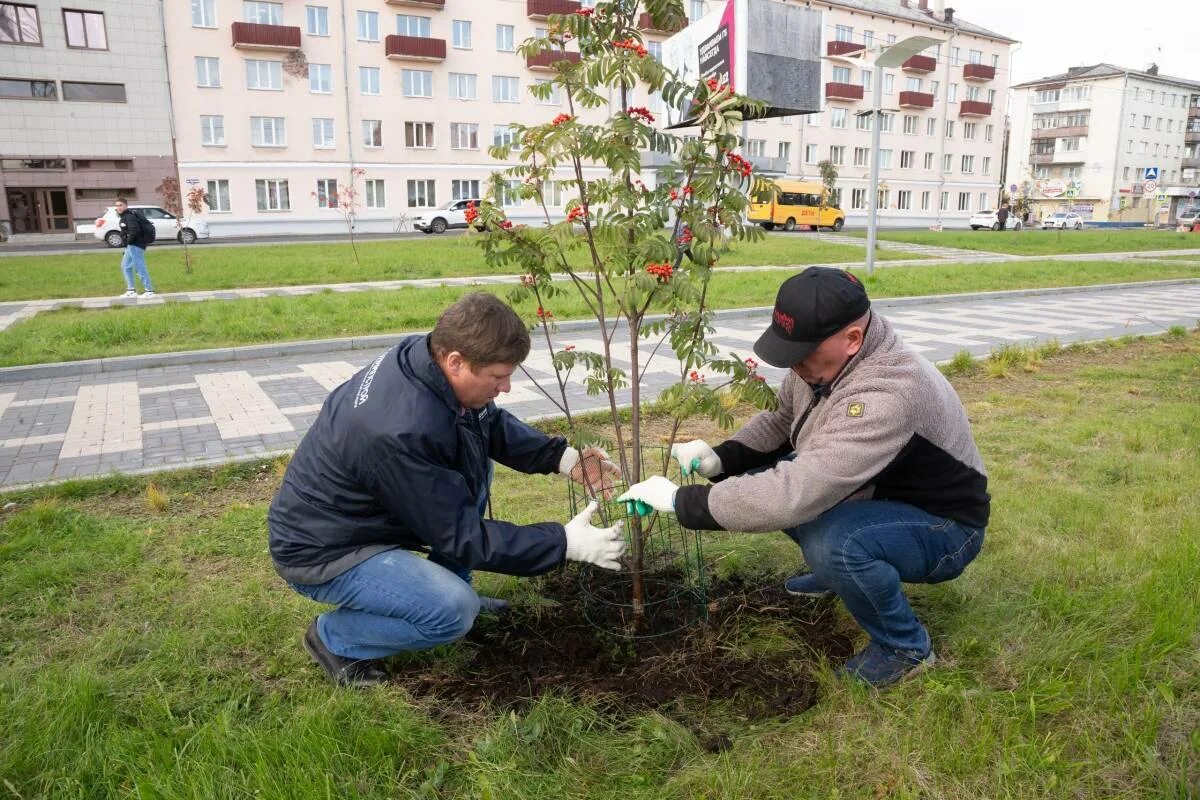 Какие деревья сажают друг с другом. Рябиновая аллея Архангельск. Озеленение города. Высадка деревьев и кустарников. Высадка зеленых насаждений.