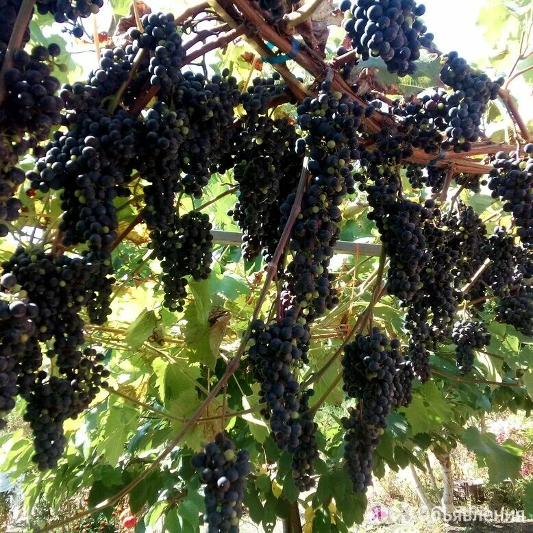 виноград фронтиньяк описание сорта отзывы