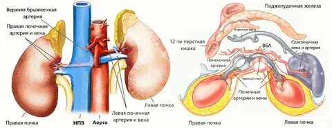 Уровень отхождения почечных артерий