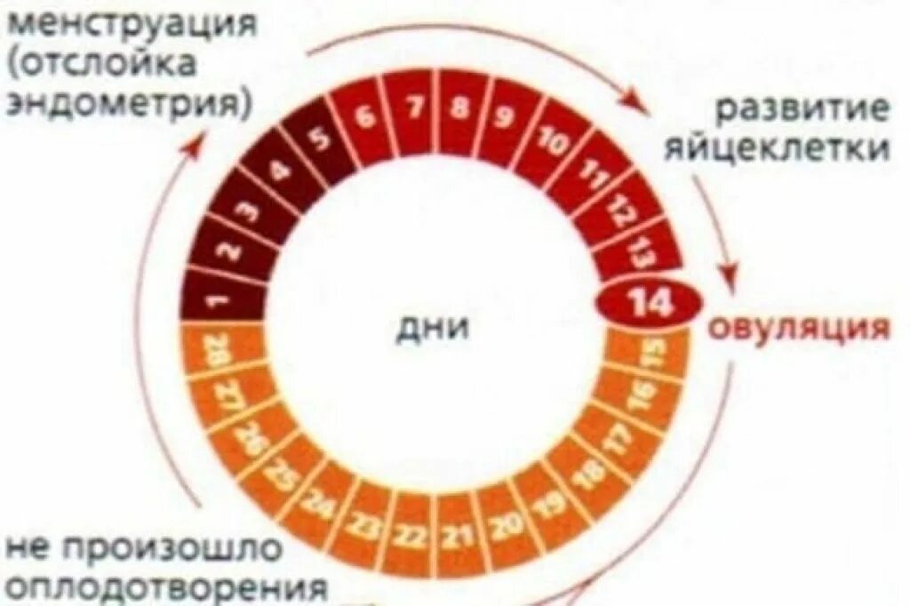 Второй месяц не могу забеременеть