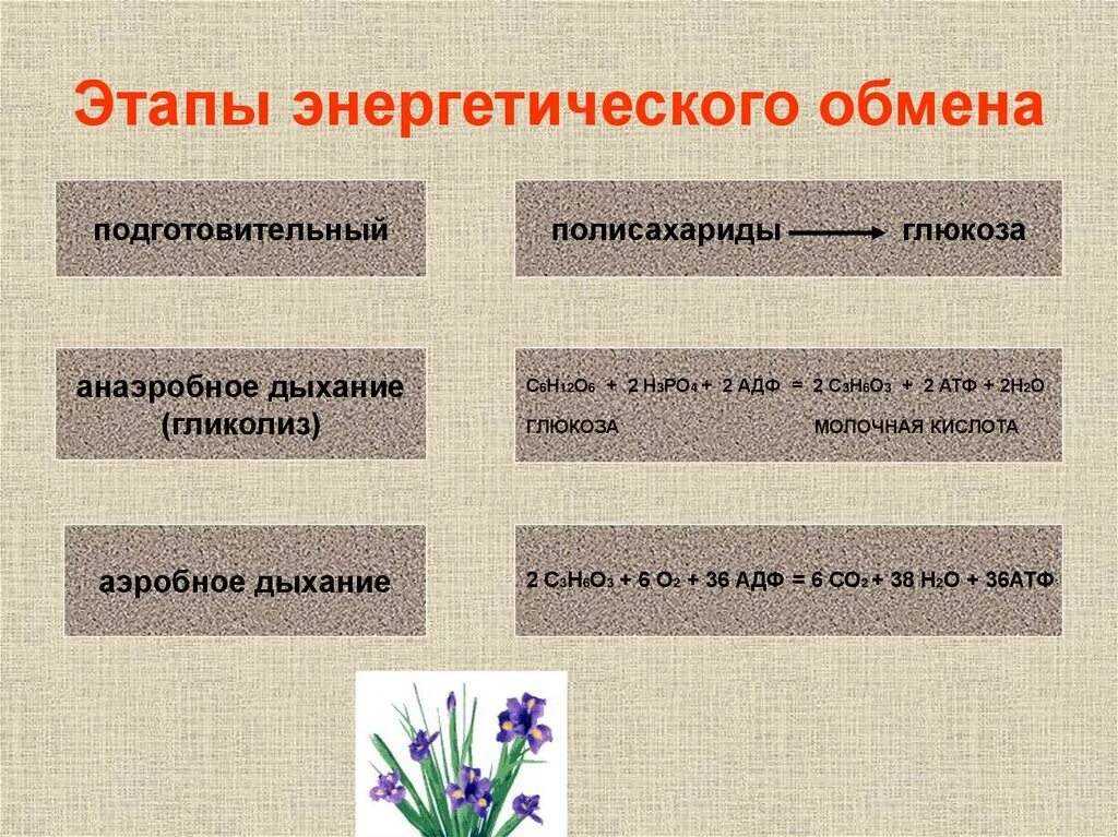 Продукты подготовительного этапа. Подготовительный этап энергетического обмена. Стадии энергетического обмена. Подготовительная стадия энергетического обмена. Подготовительный этап биология.