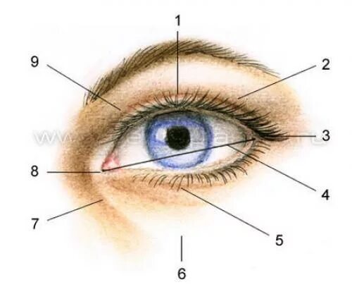 Анатомия глаза человека верхнее веко. Веко строение века.