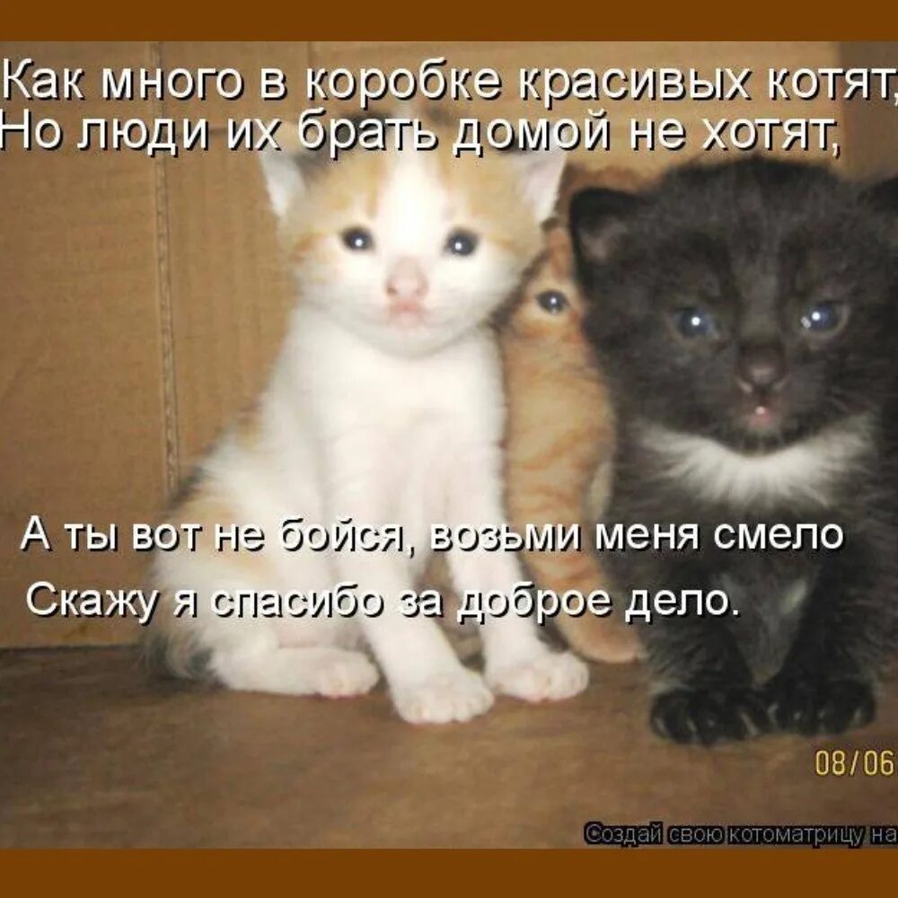 Кошка брата мам. Маленькие котята с мамой. Заберите котенка домой. Котята малые ребята.