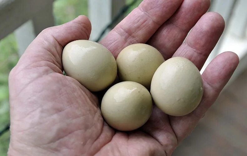 Яйца фазана купить. Фазаньи яйца. Яйцо фазана. Размер яйца фазана. Яйцо в руке.