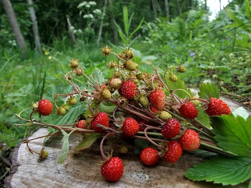 какая земляника на полянке. какая земляника на полянке. ягодная поляна. виктория лесная полянка. земляника лесная.