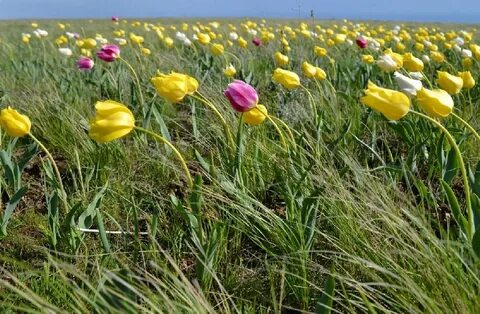 Цветы саратовская область