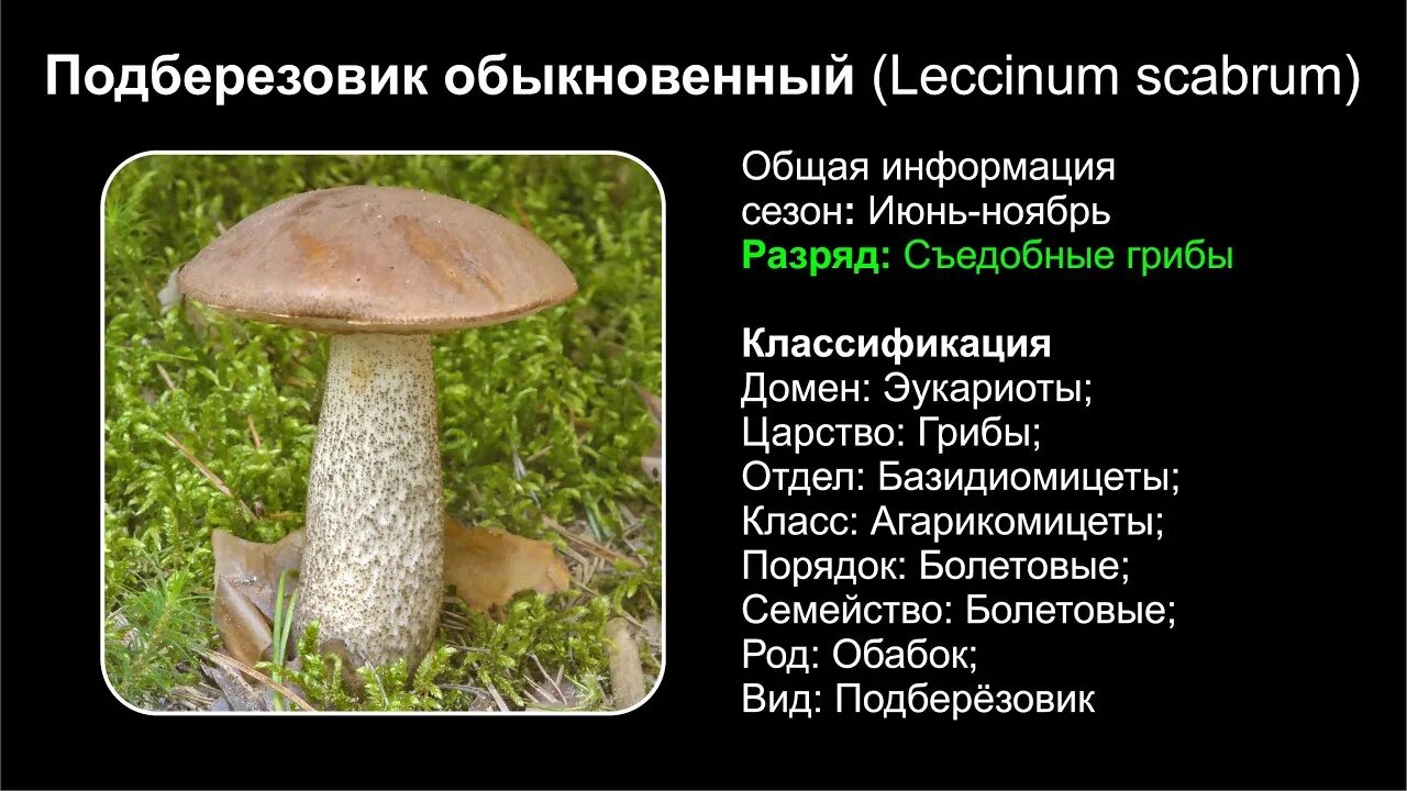 Подберезовик обыкновенный (обабок). Факт про гриб подберезовик. Leccinum scabrum подберезовик обыкновенный. Подберезовик интересные факты.