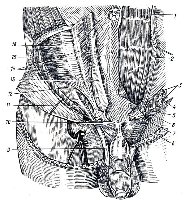 Мужской пах почему. Паховый канал и семенной канатик анатомия. Паховый канал строение анатомия. Внутреннее паховое кольцо анатомия. Мышцы живота и паховый канал анатомия.