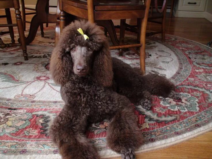 Red Brown poodle, красно-коричневые пуделя Эксклюзив щенки - Доска бесплатных об