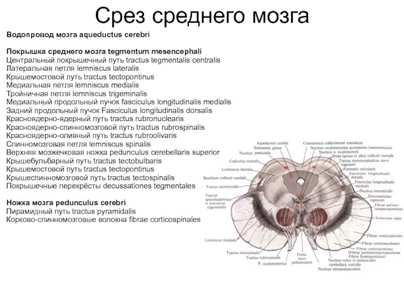 Водопровод на латыни. Водопровод на латыни. Схема водоснабжения из колодца с погружным насосом. История развития латинского языка кратко. Полость 4 желудочка анатомия.