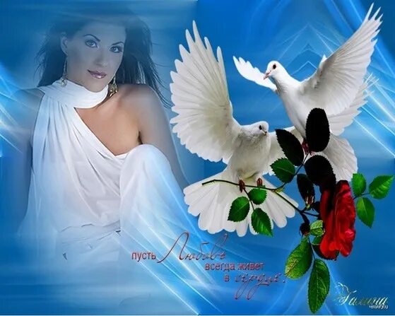 Amazing beauty on this gorgeous white Dove Fotos del espiritu santo, Palomas ima