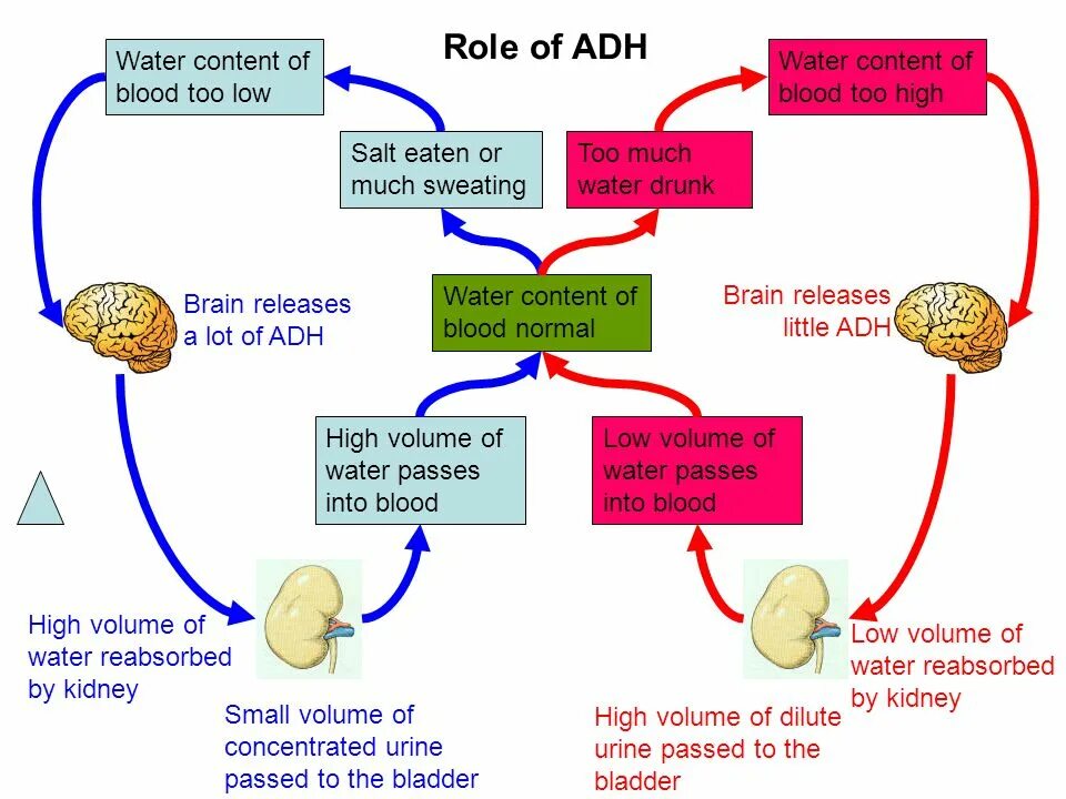 Role in the process of. Hr-aa adh. water pass. water potential perspiration. how adh affects the kidneys.