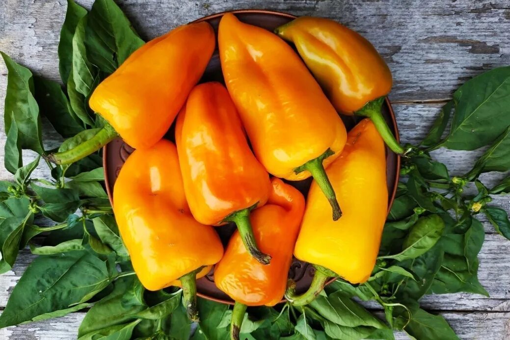 Фонтане описание сорта. Фонтане описание сорта. Фонтане описание сорта. Томат сорт оранжевый фонтан. Фонтане описание сорта.