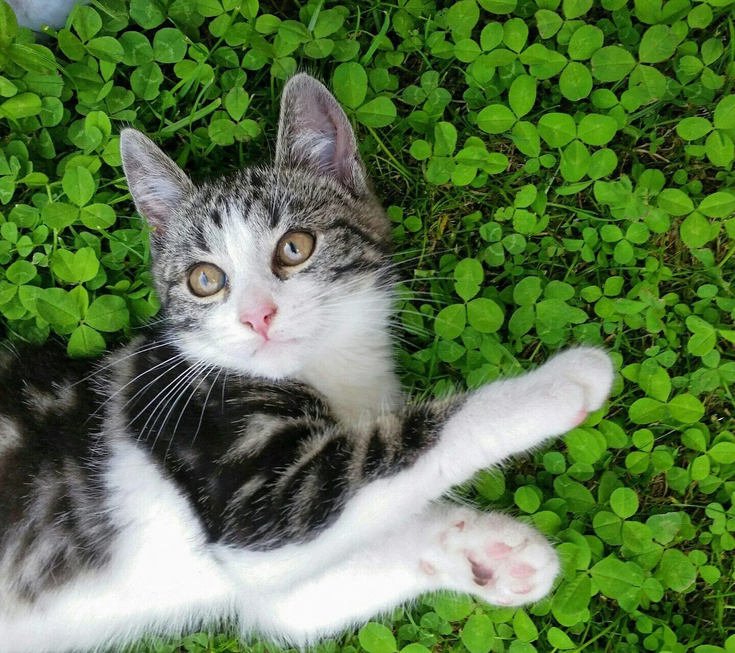 Европейская короткошерстная кошка. Беспородные кошки. Кошка короткошерстная беспородная. Европейский короткошерстный кот. Кошка беспородная голодная