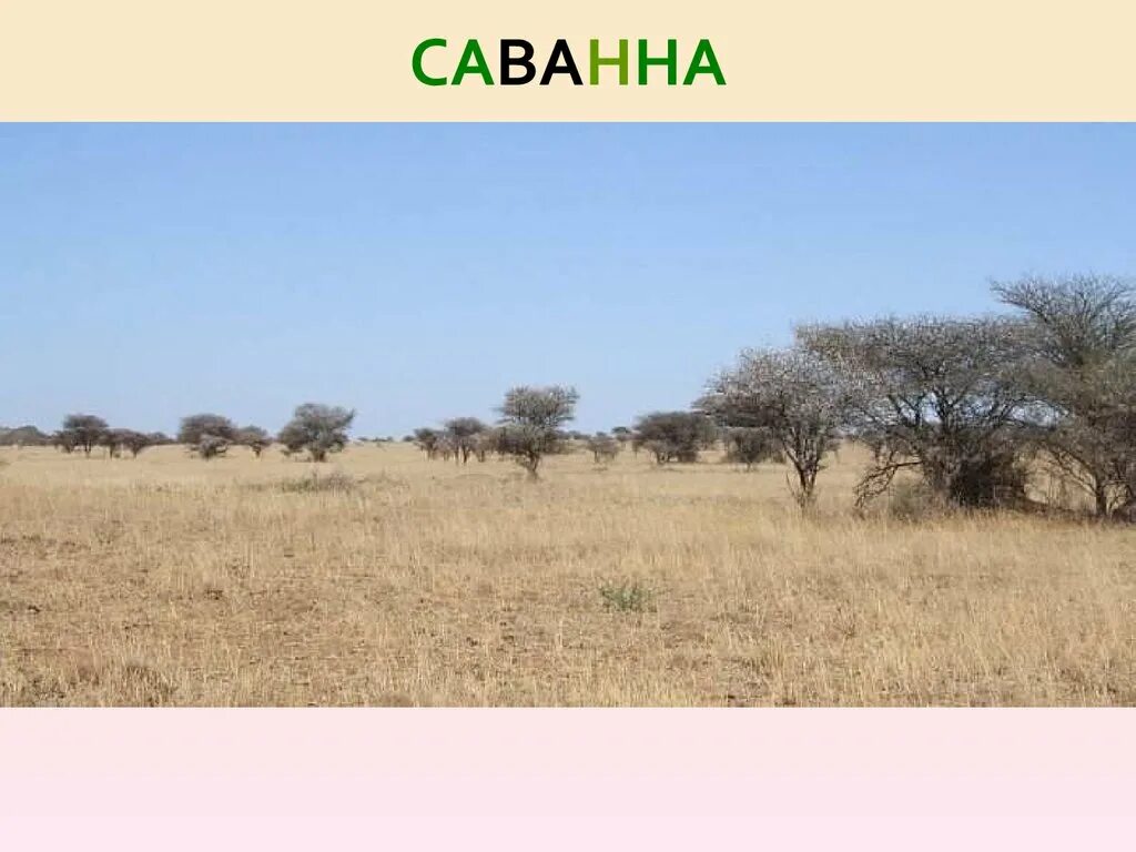 Зона саванн и редколесий в северной америки. Саванны и редколесья. Редколесья африки. Индийские саванны в индии. Саванны и редколесья африки.