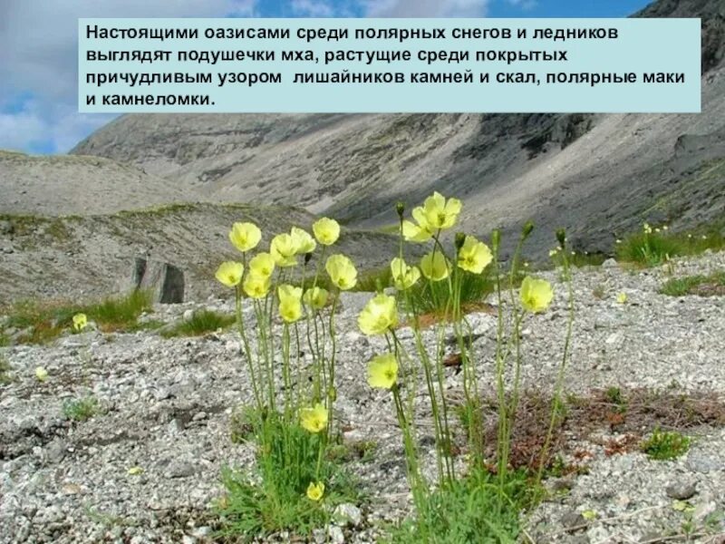 Полярный мак природная зона обитания в россии. Зона арктических пустынь полярный мак. Полярный мак в тундре. Полярные маки в тундре. Мхи лишайники полярный мак.