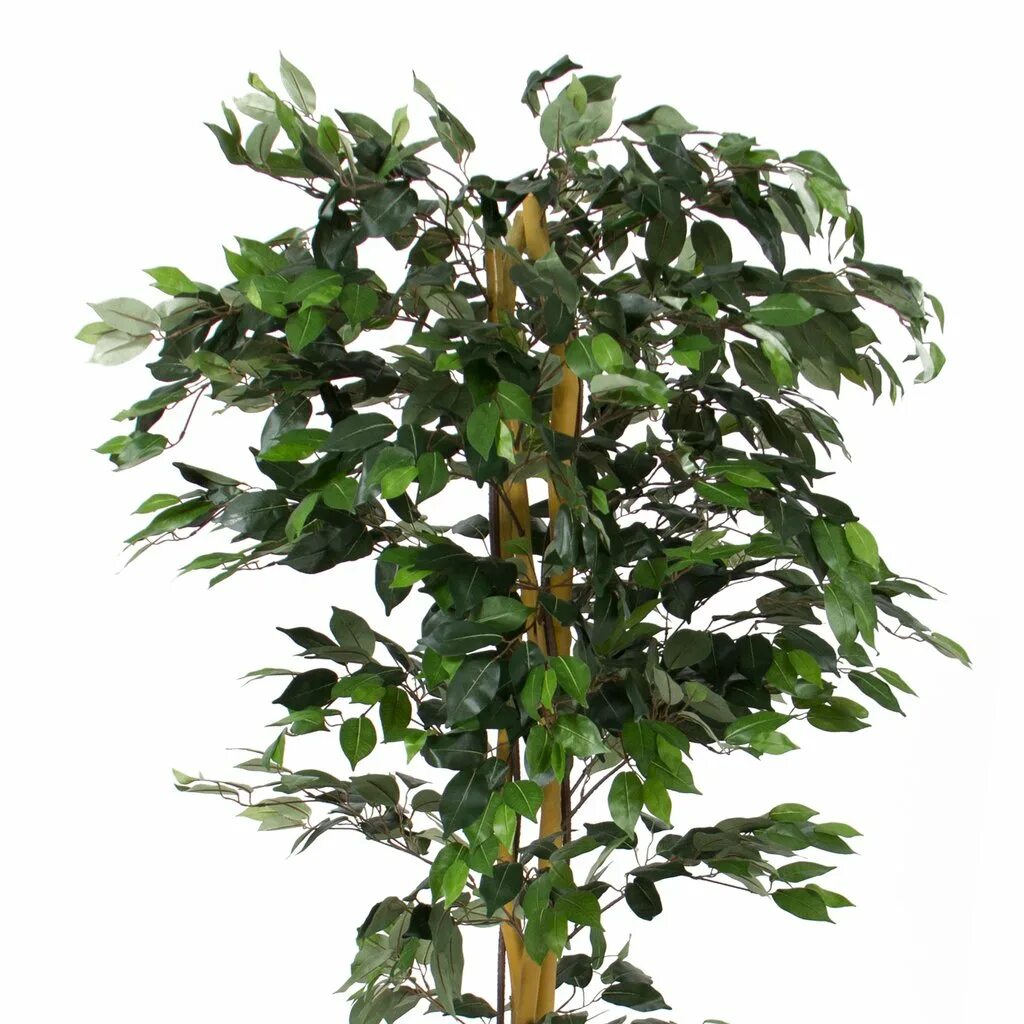 Фикус найди. Фикус горный Монтана. Фикус Плант. Фикус 1,8м. Ficus 500cm.