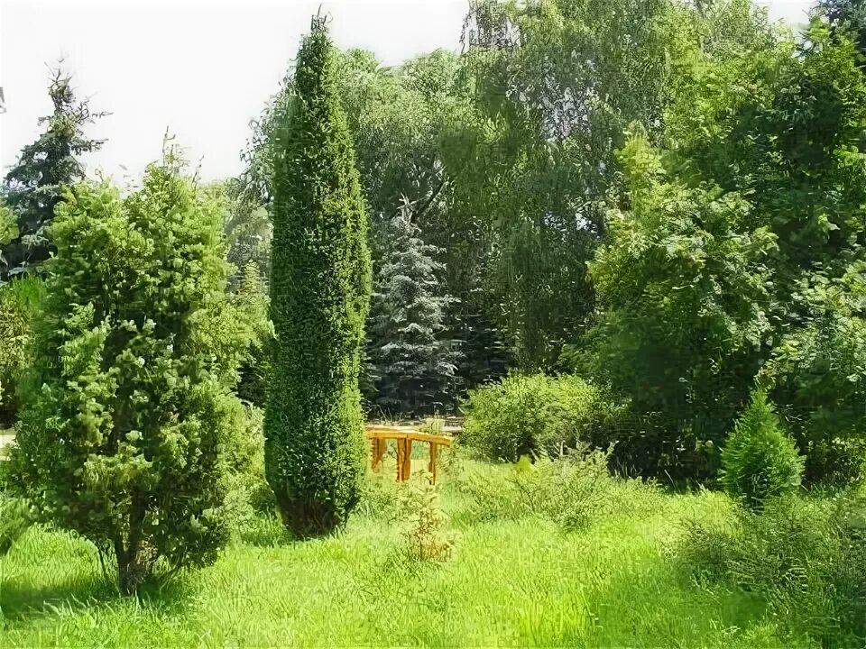 Дендрология растений