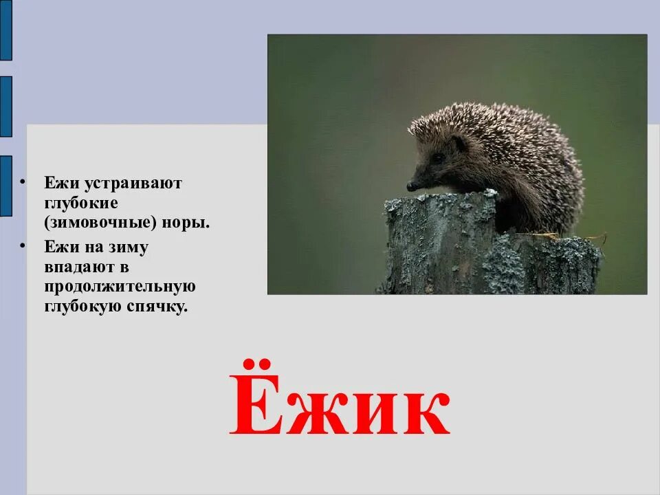 Еж впадает. Животные которые зимой в подают в спячку еж. ежик зимой впадает в спячк. ежи впадают в спячку зимой. ежик которые впадают в спячку 3 класс.