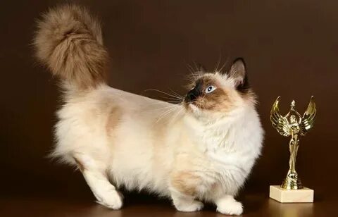 Название котиков с короткими лапками