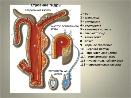 Поперечный срез гидры под микроскопом с подписями