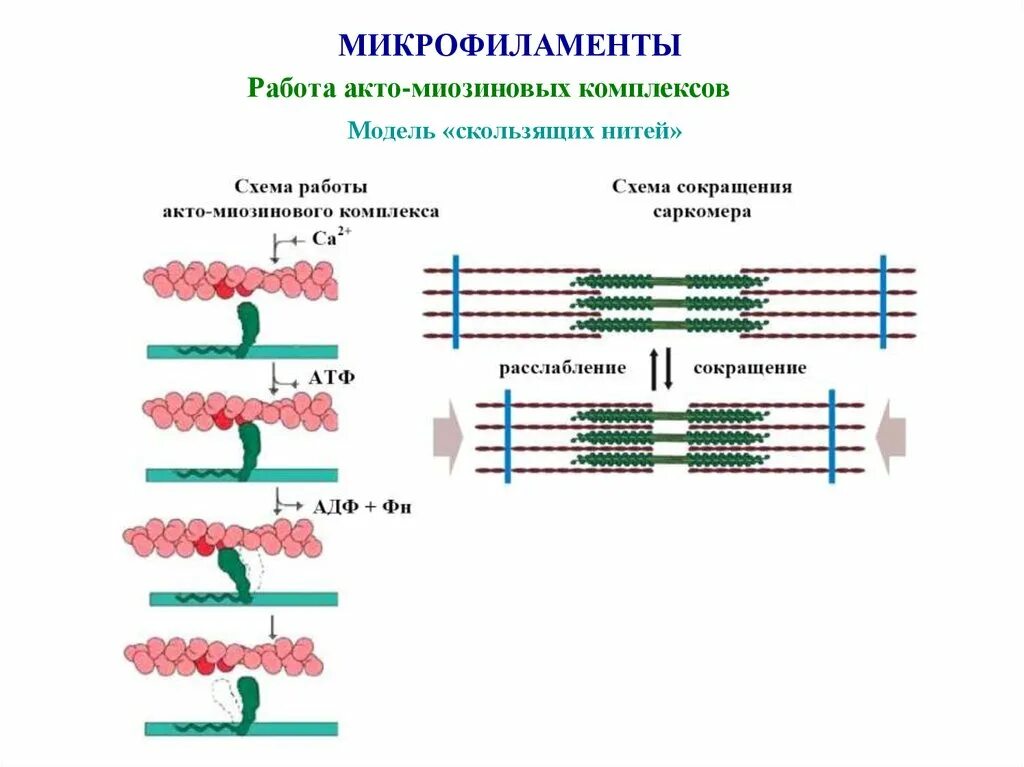 Механизм сокращения мышечного волокна. Модель скользящих нитей мышцы. Актин миозиновый комплекс и механизм мышечного сокращения. Микрофиламенты мышечной ткани. Актино
