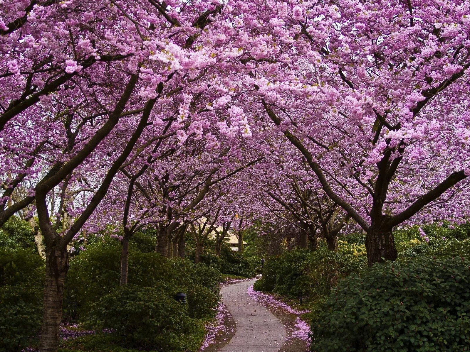 Сад цветущей сакуры. Черри блоссом. Сакура черри блоссом дерево. Японский сад Мрия Сакура. Pink черри блоссом дерево деревья парк.