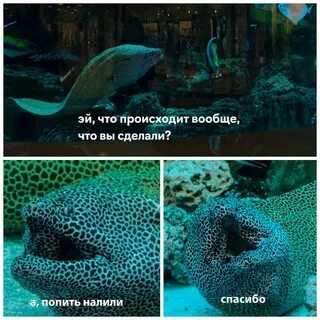 Мурена настя