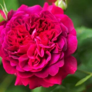 Will rose