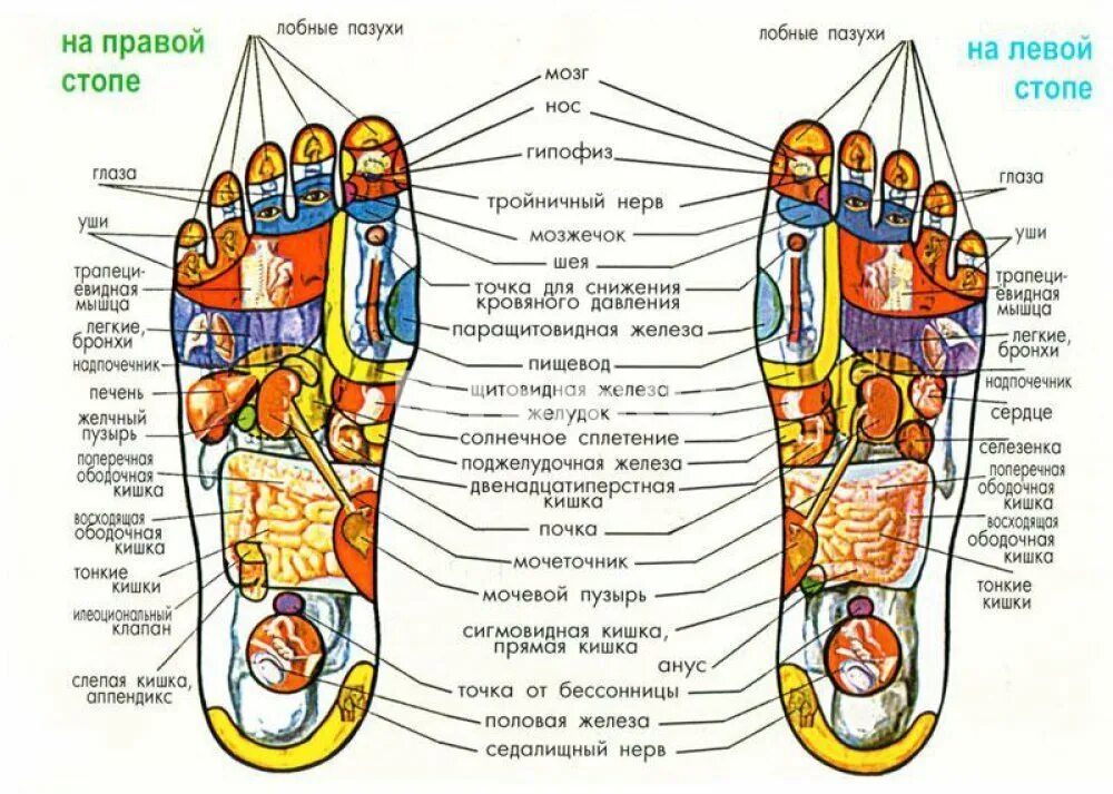 Акупунктурные точки на стопах ног. Точки на стопе ноги отвечающие за органы человека схема. Су Джок стопа. Су Джок проекция органов на стопе.