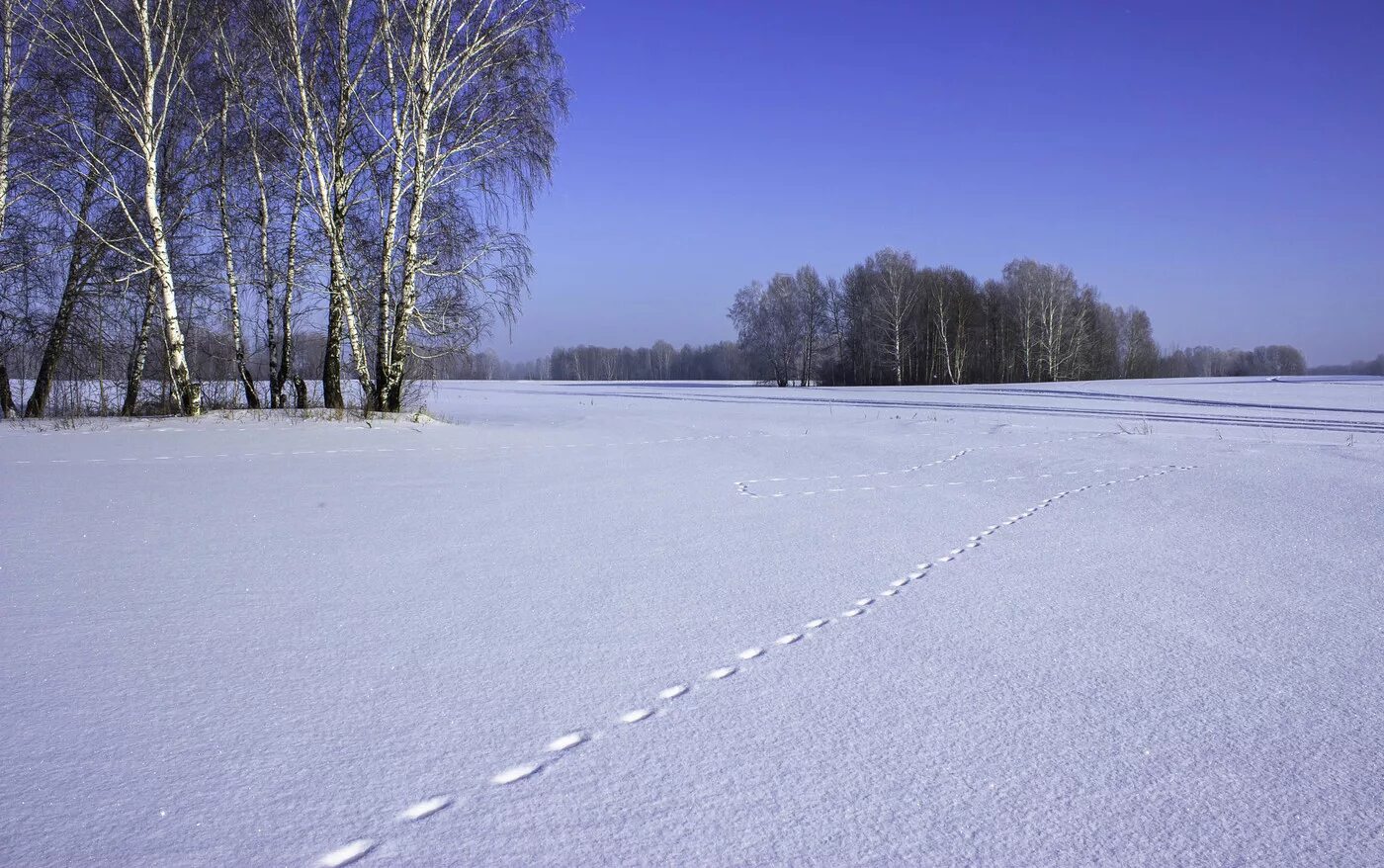 запорошила зима снегом поля луга завалила. зимнее поле. снежное поле. снег поле. природа ранняя зима.