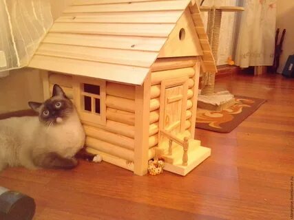 Коты дома видео