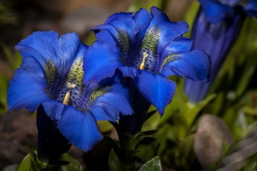 Горечавковые. Горечавка цветок. Горечавка Прибрежная. Горечавка Gentiana. Горечавка семирассечённая.