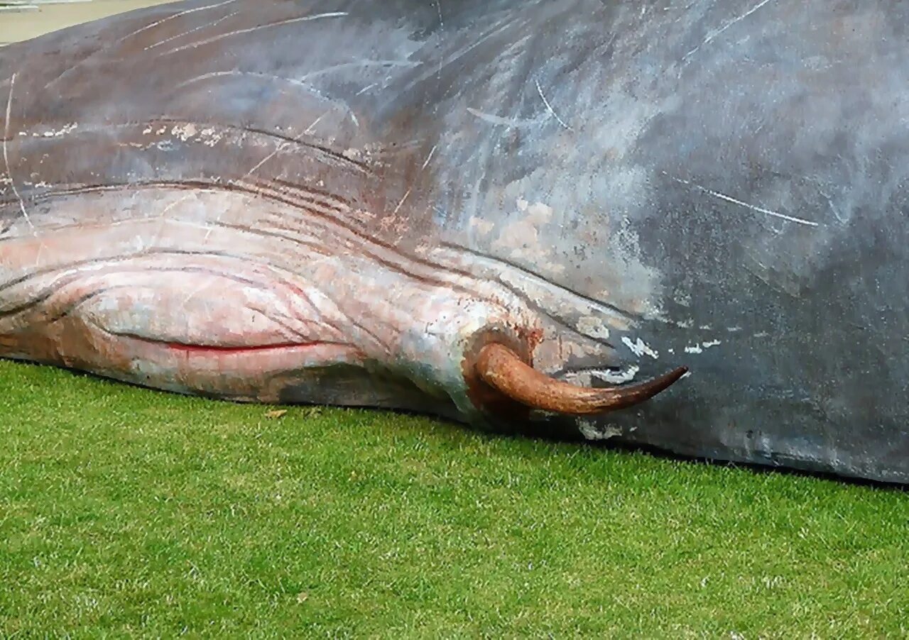 Огромные половые органы. Гигантский кит.