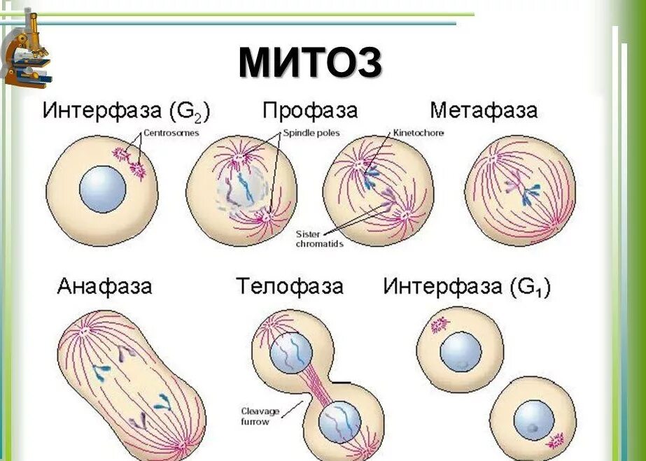 Деление клетки митоз схема. Митотическое деление клетки фазы. Деление клетки амитоз схема. Фазы митоза схема. Завершается деление клетки