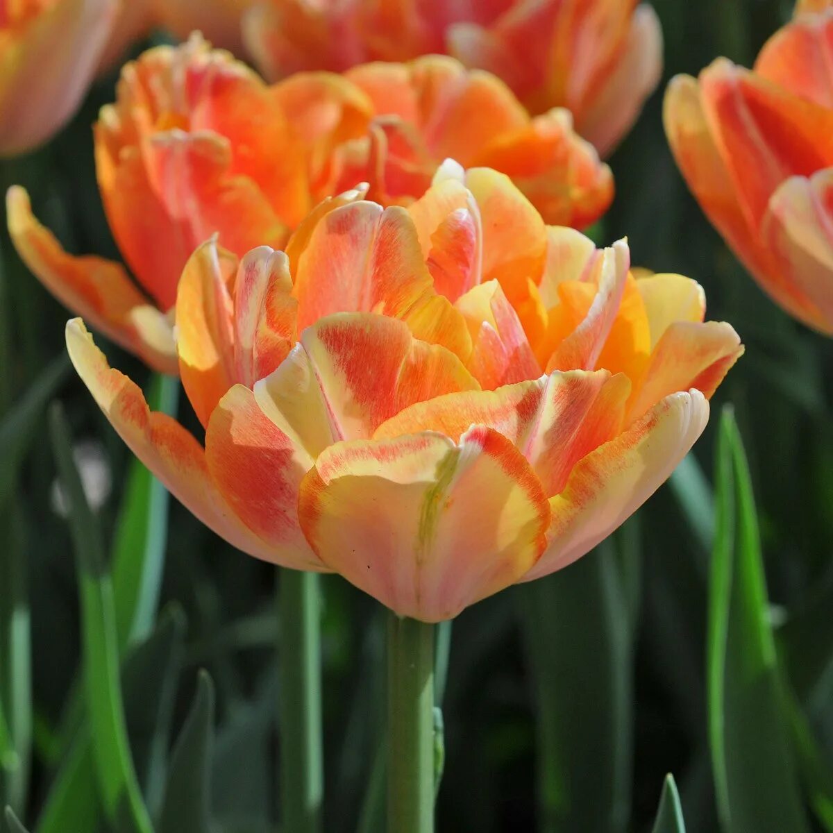 Тюльпан фокстрот. Тюльпан махровый ранний foxy foxtrot. Тюльпан фокси фокстрот. Тюльпан фокстрот (махровый). Тюльпан махровый ранний лисий фокстрот.