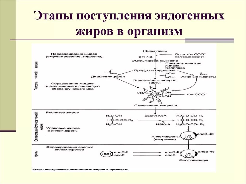 Таблица этапы переваривания и всасывания жиров. Переваривание и всасывание липидов схема. Этапы переваривания и всасывания жиров схема. Транспортная фаза переваривания липидов. Место синтеза жиров