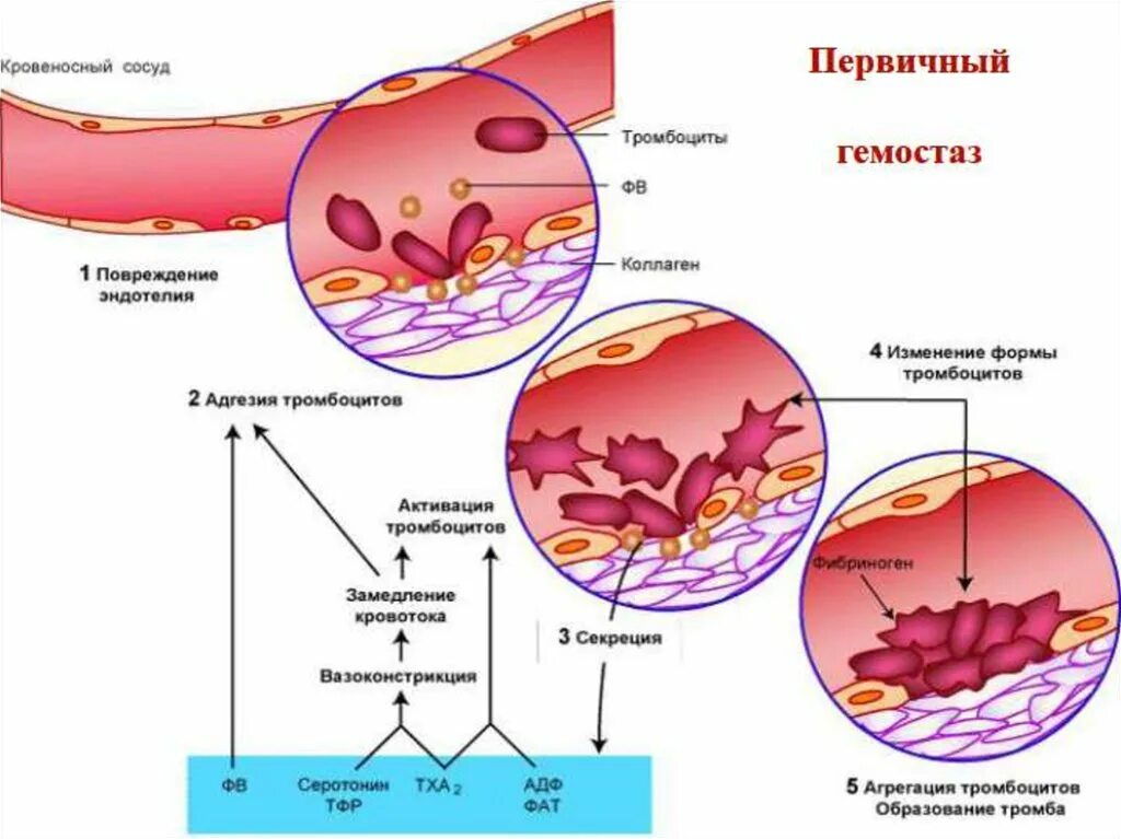 Образование фибринового тромба. Тромбоцитарный механизм гемостаза. Механизм сосудисто-тромбоцитарного гемостаза схема. Свертывание крови коагуляционный гемостаз. Схема свертывания крови образование сгустка.