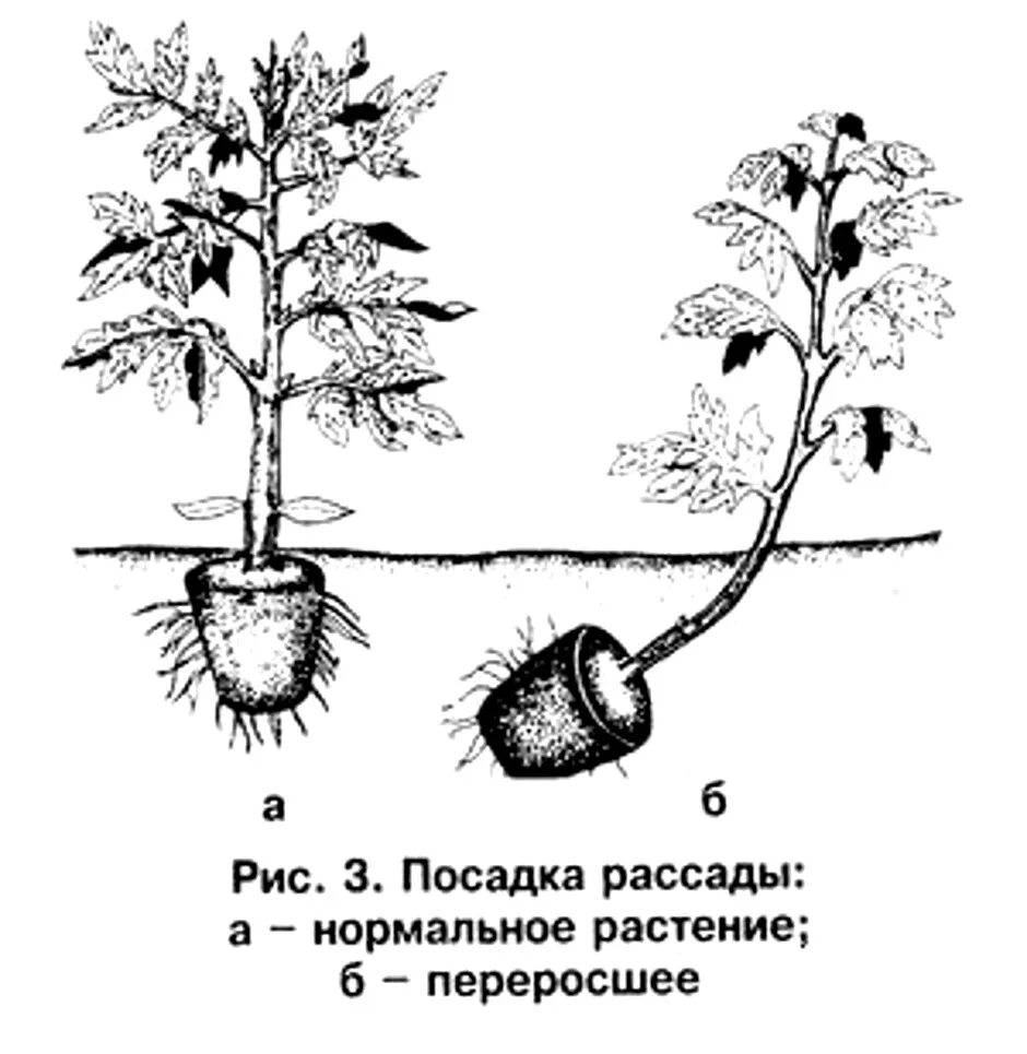 Схема рассады томатов. Высадка рассады томатов схема. Схема посадки рассады помидор. Схема посадки переросшей рассады томатов в грунт. Глубина посадки помидор.