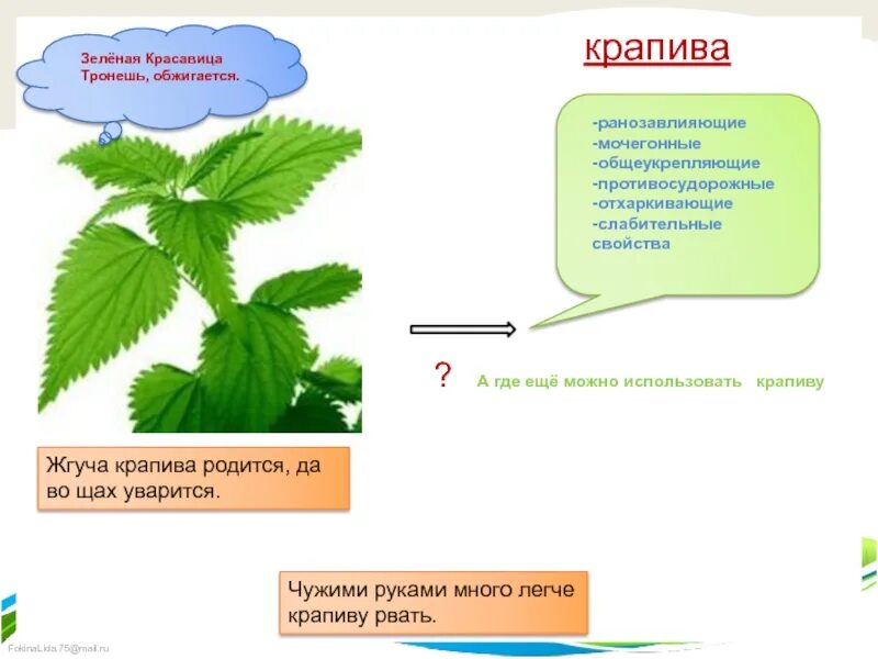 Собирайте крапиву огэ. Загадка про крапиву. загадка про крапиву для детей. шутка про крапиву. крапива жгучая.