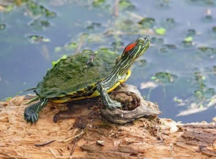 Где водятся красноухие черепахи. Где водятся красноухие черепахи. Красноухая черепаха ареал обитания. Взрослая красноухая черепаха. Красноухая желтобрюхая черепаха.