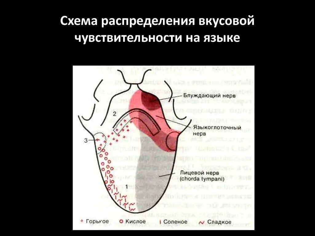 Почему изменяется вкус. Схема восприятия вкуса. Нарушение вкусовой чувствительности. Вкусовые нервы. Показатели порогов вкусовой чувствительности.