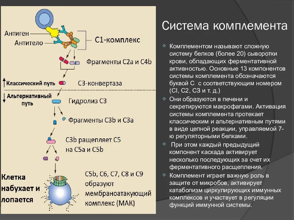 Комплемент сыворотки крови. С3 компонент комплемента. Система комплемента биохимия. Активация системы комплемента микробиология. Функции иммунного комплемента.